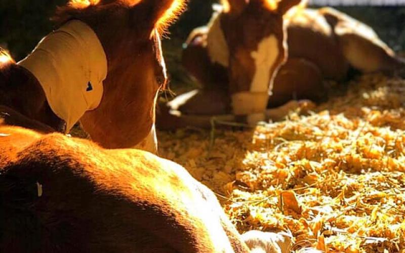 Odin and Valkyrie, a second set of twins, have been getting appropriate care at the University of Georgia School of Veterinary Medicine, according to owner Lauren Dye.