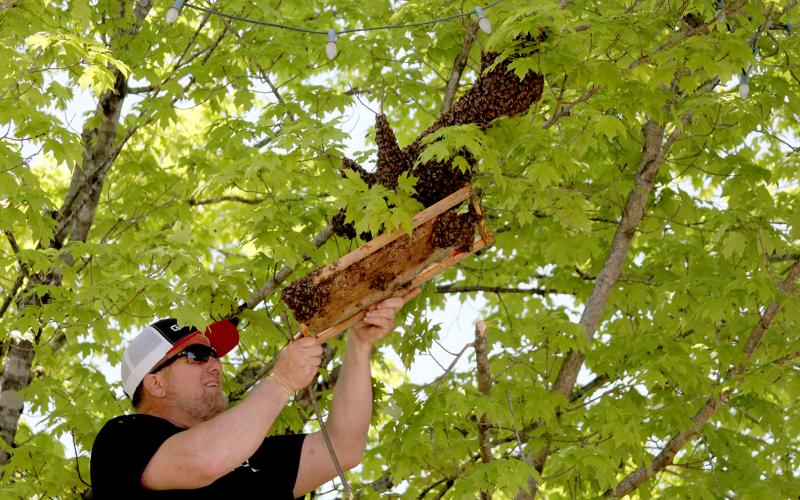 Kenny Martin, pastor of Dewy Rose Baptist Church, who is learning to catch bee swarms, helps guide a swarm of bees from their spot on a tree downtown to a commercial Nucleus Hive (small picture) Wednesday, April 27. (Photos by Wells)