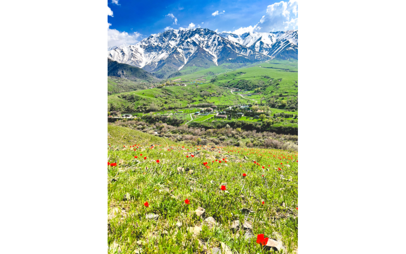 Kazakhstan is the native land of the tulip. Anna traveled south in April to the Tian Shan mountains to hike for a few days there and see the tulips. (Photo submitted by Anna Kubas)