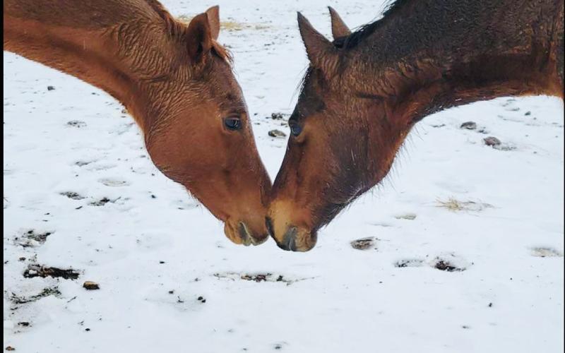 Sweet Pea and Star Girl in Elberton. (Photo submitted by Tailor and Cody Floyd)