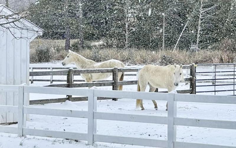 A Winter Wonderland at Sanford Farm with Pinkerton and Cupcake in Elberton. (Photo submitted by Sheila Sanford)