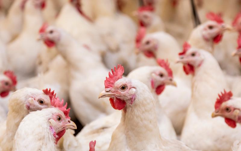 Stock chicken photo