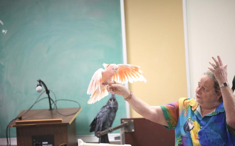 Brenda Bean gets her leadbeater cockatoo to display its wings. (Photo by Bo Underwood)