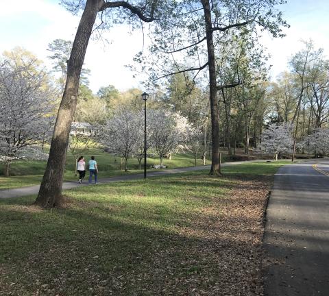 Kaitlin Andrews and Carli Andrews take a leisurely early evening stroll through the Cherry Blossom Trees on the City of Elberton’s walking trail.  The brightly lit trees, which are most brilliant this time of year, are a gift from Elberton’s Sister City Program partners from Mure Cho, Japan. (Photo by Jones)