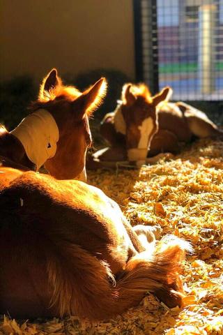 Odin and Valkyrie, a second set of twins, have been getting appropriate care at the University of Georgia School of Veterinary Medicine, according to owner Lauren Dye. 