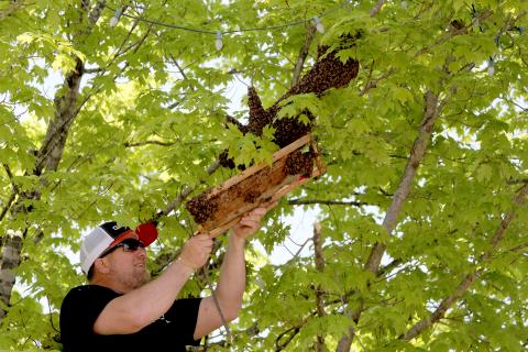 Kenny Martin, pastor of Dewy Rose Baptist Church, who is learning to catch bee swarms, helps guide a swarm of bees from their spot on a tree downtown to a commercial Nucleus Hive (small picture) Wednesday, April 27. (Photos by Wells) 