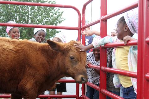 Students at Elbert County Primary School got to experience aspects of farm life during Farm Day Friday, May 5 at the school. Students were able to pet a calf, goats, rabbits and a pony, learn about bees and fresh produce, sample smoothies made from fresh fruits and vegetables, plant radishes, sit on Superintendent Jon Jarvis’ tractor and compete in an egg to chicken race. Students were also served a fully Georgia Grown lunch by the Elbert County Schools nutrition department. (Photo by Scoggins)