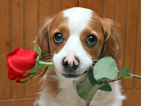 The Humane Society of Elbert County will host its second annual Valentine’s Day fundraiser Friday, Feb. 9 and Saturday, Feb. 10 from 10 a.m. to 3 p.m. next to White’s Old South BBQ on Elbert Street.