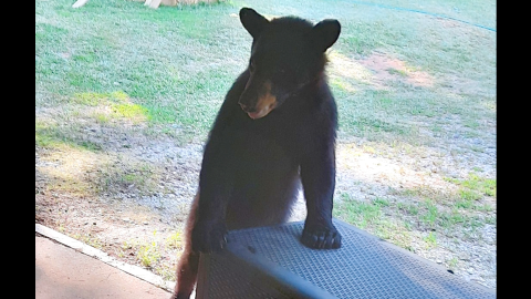 A black bear enters a garage in the Sweet City area searching for food.  The bear, dubbed "Sunflower" by some residents and law enforcement, had been pilfering bird seed from the residence for several days during the weekend of June 22-23.