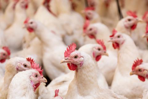Stock chicken photo