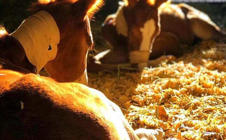 Odin and Valkyrie, a second set of twins, have been getting appropriate care at the University of Georgia School of Veterinary Medicine, according to owner Lauren Dye.
