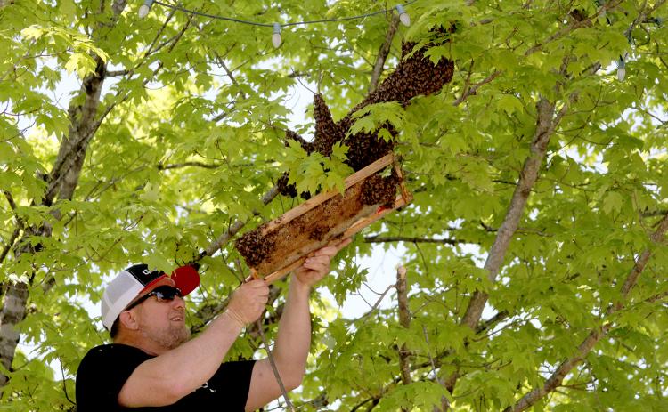 Kenny Martin, pastor of Dewy Rose Baptist Church, who is learning to catch bee swarms, helps guide a swarm of bees from their spot on a tree downtown to a commercial Nucleus Hive (small picture) Wednesday, April 27. (Photos by Wells)