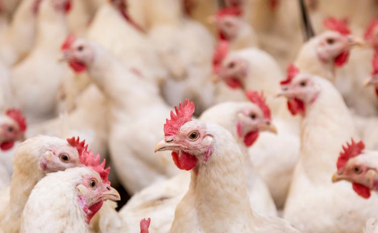 Chicken stock photo