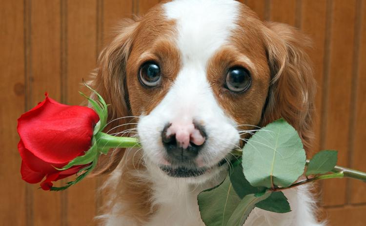 The Humane Society of Elbert County will host its second annual Valentine’s Day fundraiser Friday, Feb. 9 and Saturday, Feb. 10 from 10 a.m. to 3 p.m. next to White’s Old South BBQ on Elbert Street.